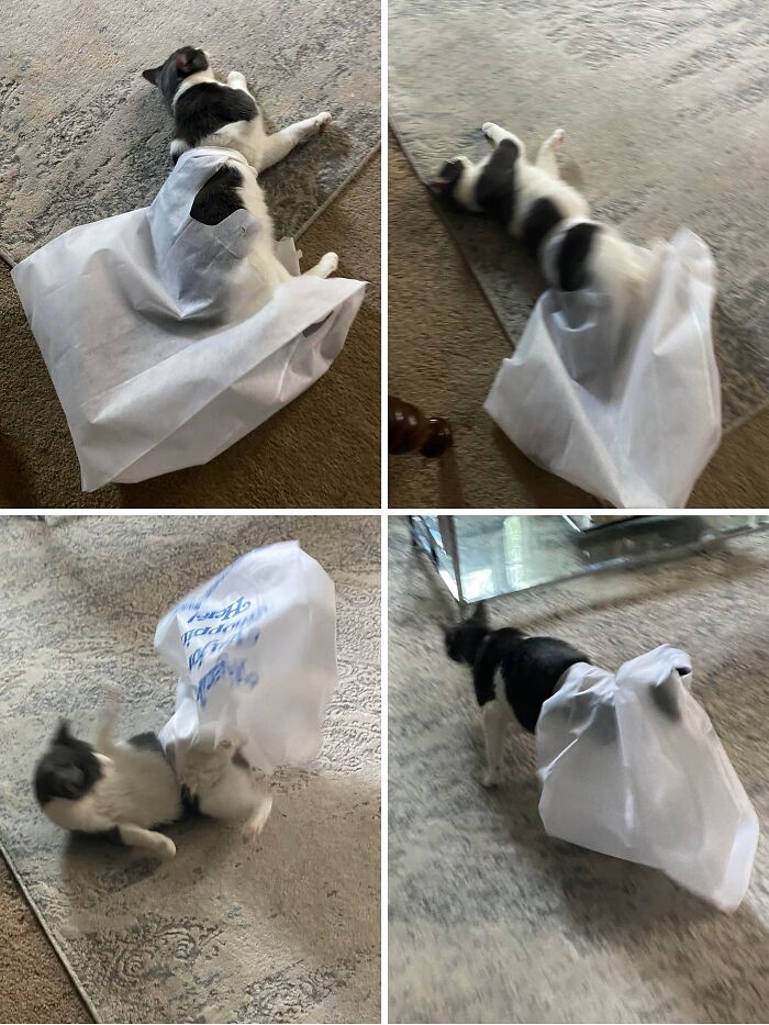 Cat stuck inside a plastic bag struggling to get free, showcasing animals stuck in funny and unexpected situations.