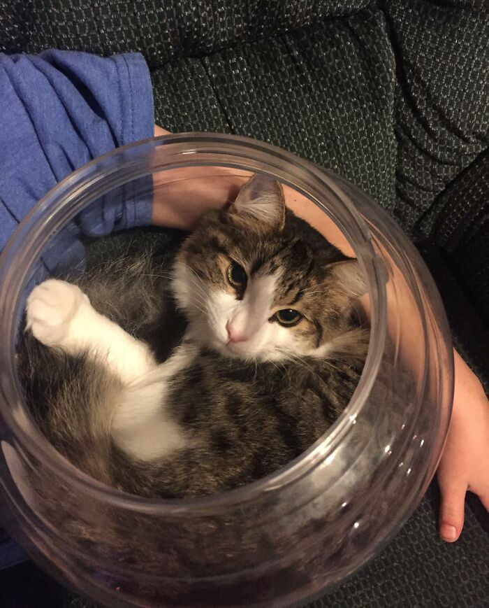 Tabby cat stuck inside a clear plastic container, lying on a person's lap on a dark textured sofa, illustrating animals got stuck moments.