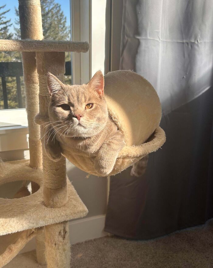 Light brown cat stuck in a small round cat tree compartment, showcasing one of the times animals got stuck in funny spots.