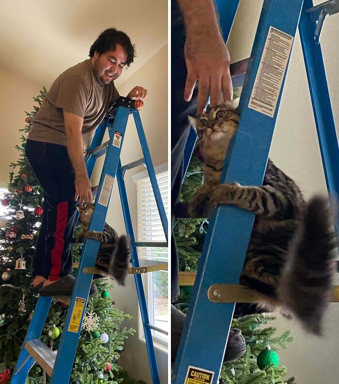 Man helps a cat stuck on a blue ladder near a decorated Christmas tree in a home setting.