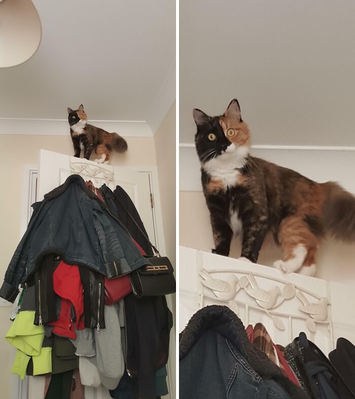 Calico cat stuck on top of a door with coats below, showcasing an unexpected animal stuck moment captured indoors.