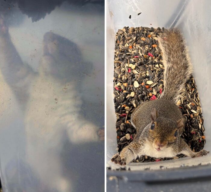 Squirrel stuck inside a container filled with seeds, captured in two images showing how the animal got trapped.