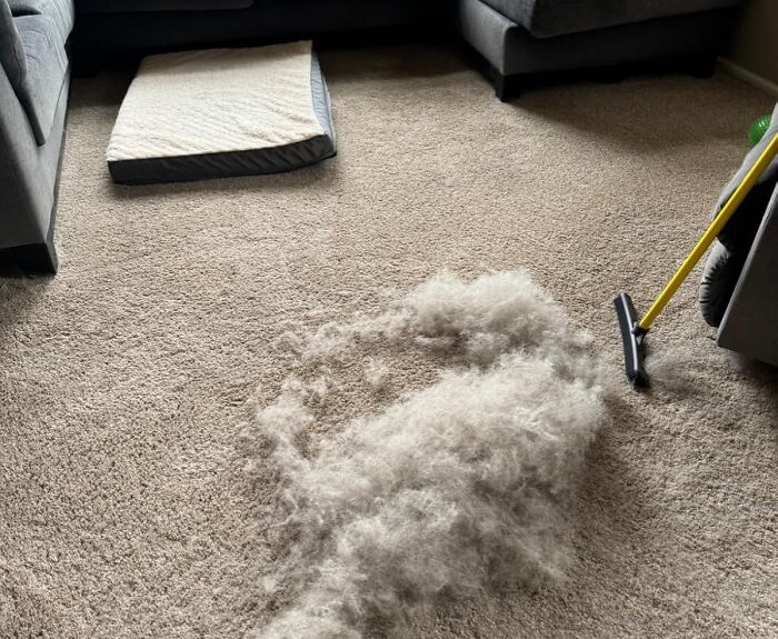The Official "What Dog?" Alibi For Your Floors Is Provided By A Pet Hair Rubber Broom 