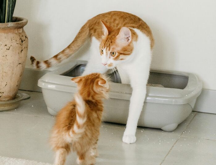 Two cats facing each other near a litter box, illustrating playful moments related to petty revenge on an ex.