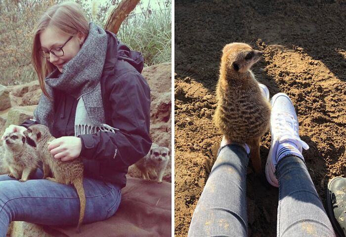 A person interacting with meerkats, showcasing moments that turned dreams into reality and inspired the internet.