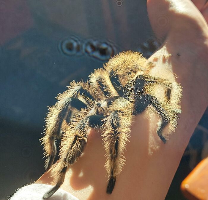 Tarantula resting on hand showing how people turned their big and small dreams into reality and inspired others.