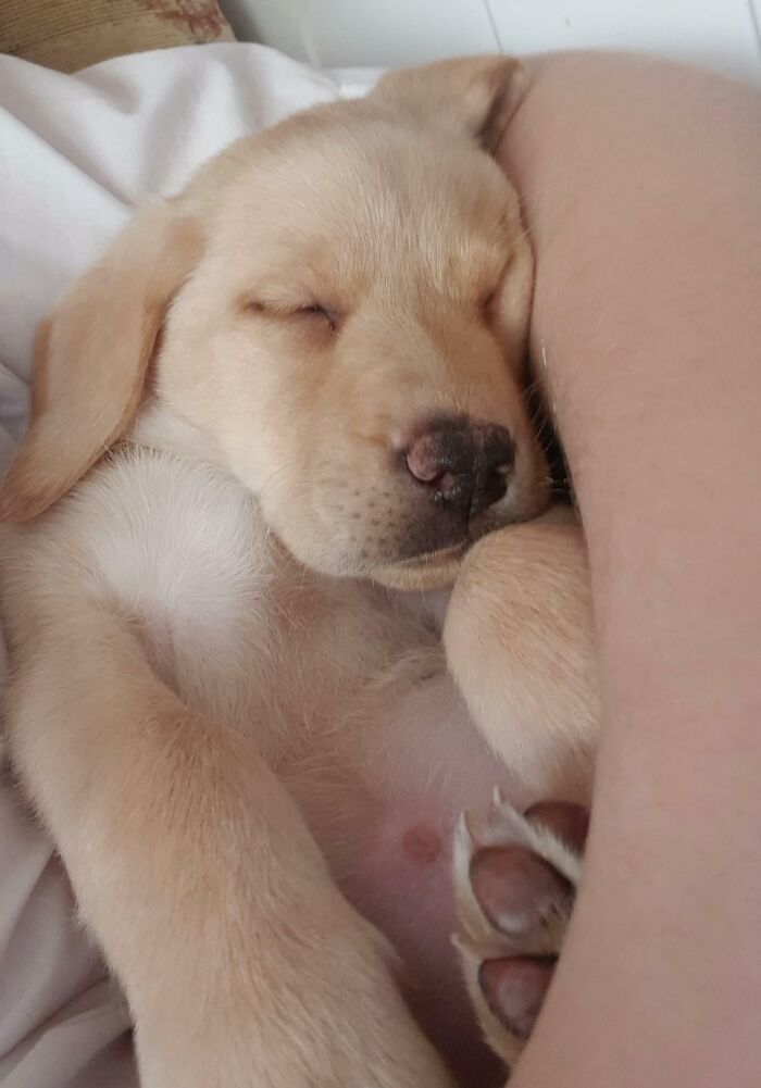 Sleeping puppy cuddled closely, capturing a grateful sibling moment full of warmth and comfort.
