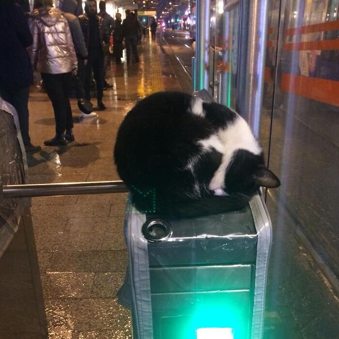 Black and white cat curled up asleep on a street rail in Istanbul, showcasing the city’s famous cat culture at night.