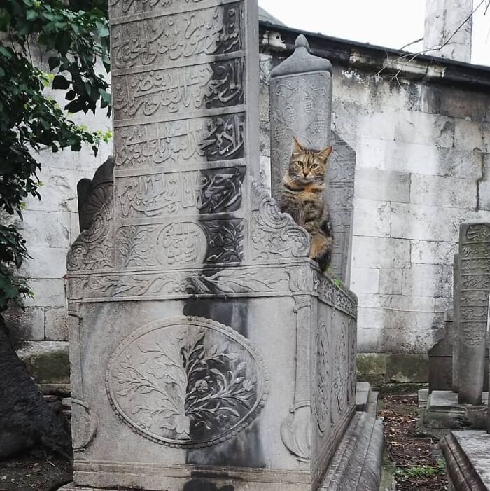 Tabby cat sitting on an ornately carved stone monument in Istanbul, showcasing the city of cats charm.