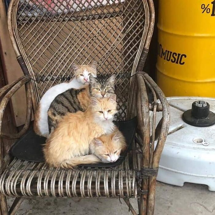 Four cats lounging closely together on a wicker chair, showcasing Istanbul’s charm as the city of cats.