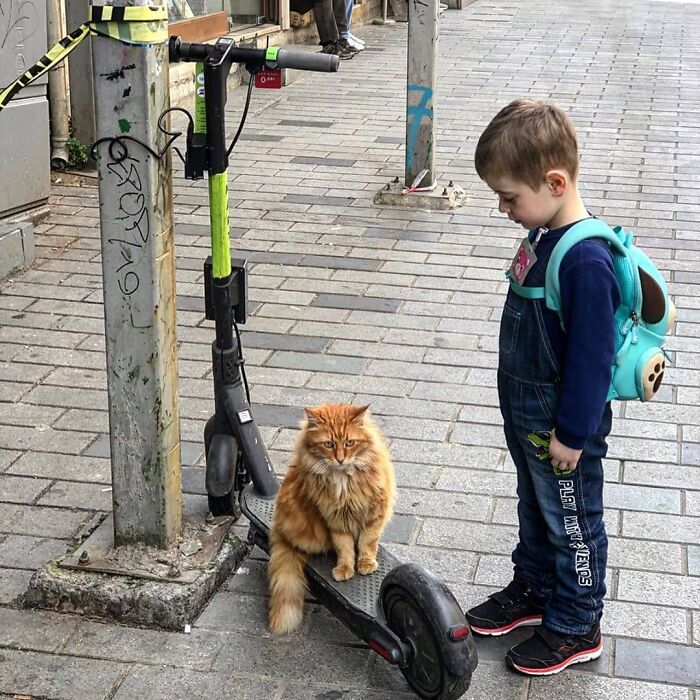 A young boy with a backpack looking at an orange cat sitting on an electric scooter in Istanbul city streets.