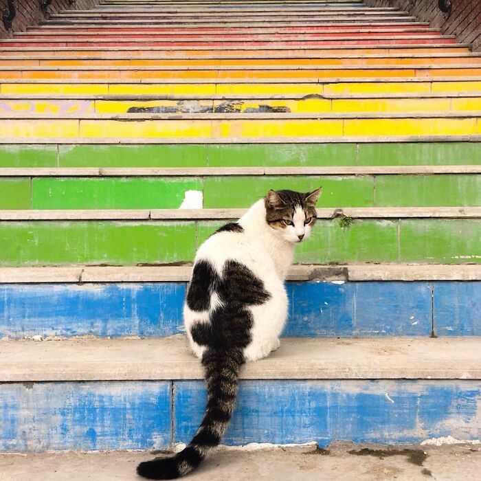 A white and black cat sitting on colorful stairs in Istanbul, showcasing why the city is known as the true city of cats.