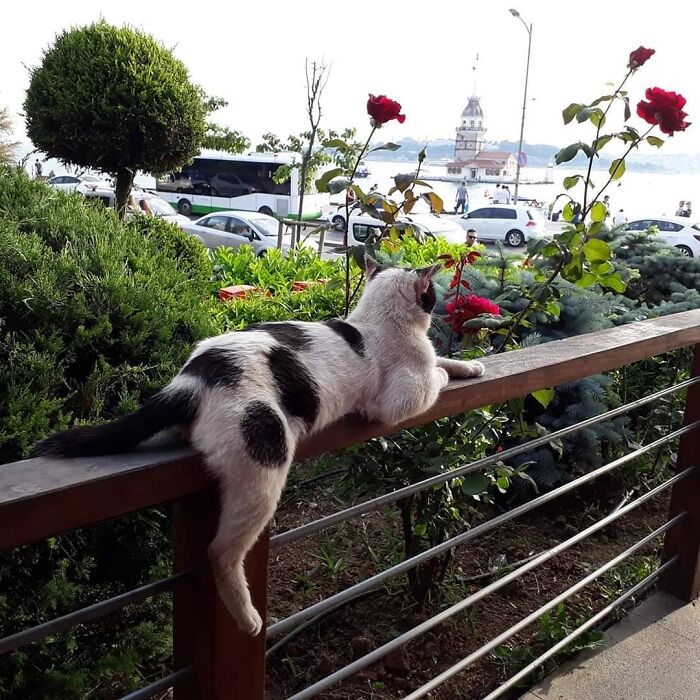 Cat lounging on a railing near flowers and greenery with a view of Istanbul’s cityscape and waterfront in the background.