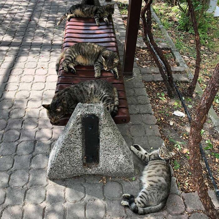 Several tabby cats resting on a bench and pavement in Istanbul, highlighting the city of cats atmosphere.