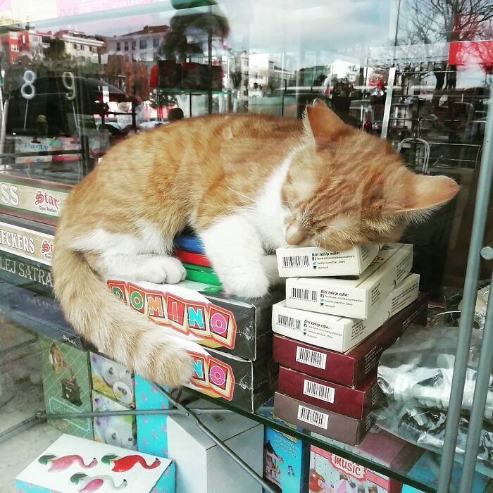 Orange and white cat sleeping on stacked board games in a shop window, capturing Istanbul’s city of cats charm.