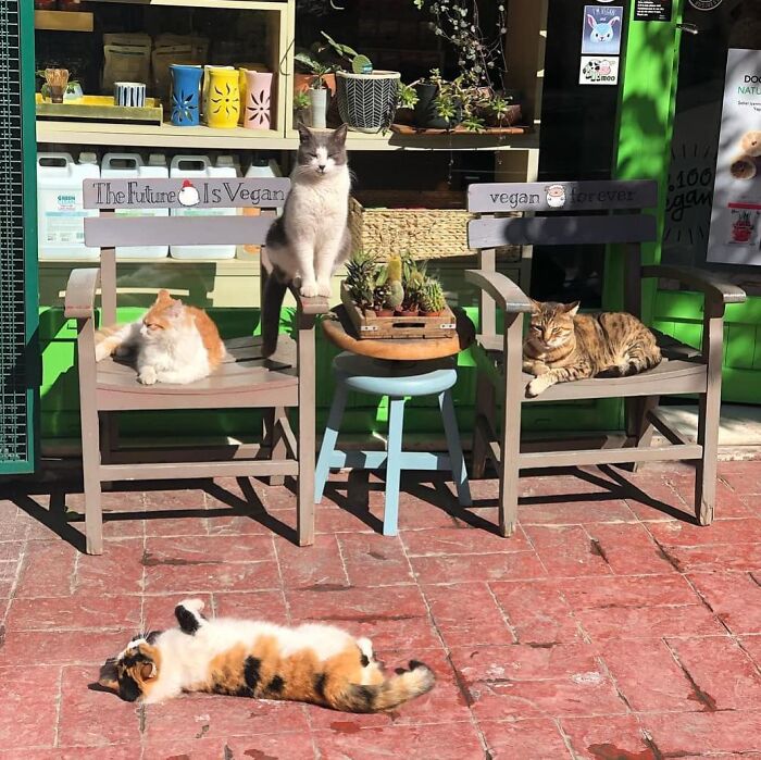 Four cats lounging on and around chairs outside a shop in Istanbul, showcasing the city’s cat-friendly streetscape.