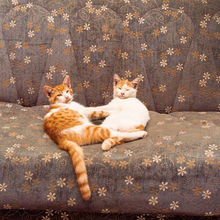 Two relaxed cats lounging together on a floral patterned sofa in Istanbul, highlighting the city's reputation as the city of cats.