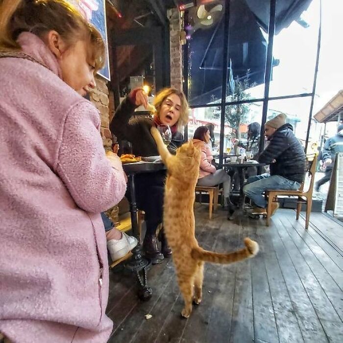 Woman playing with a standing cat inside a café in Istanbul, showcasing the city’s famous cat-friendly culture.