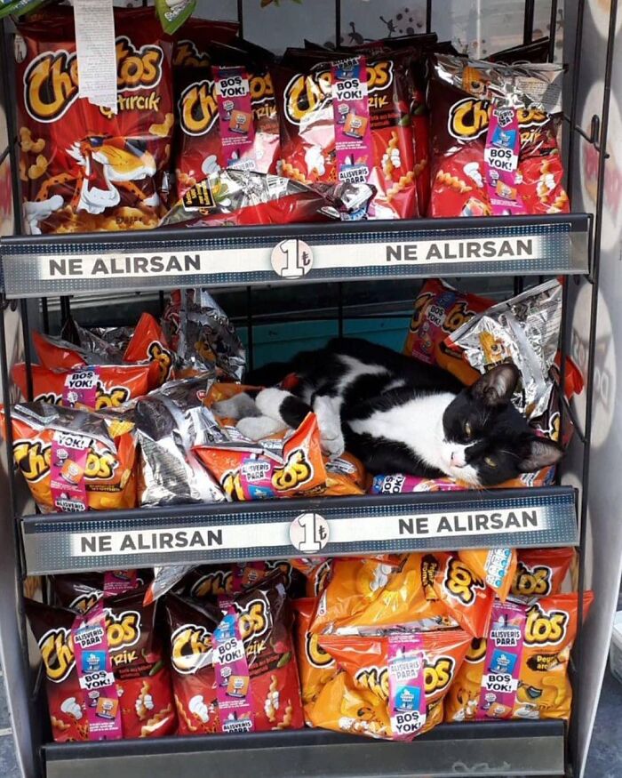 Black and white cat resting among snack bags on store shelves, capturing Istanbul’s charm as a city of cats.