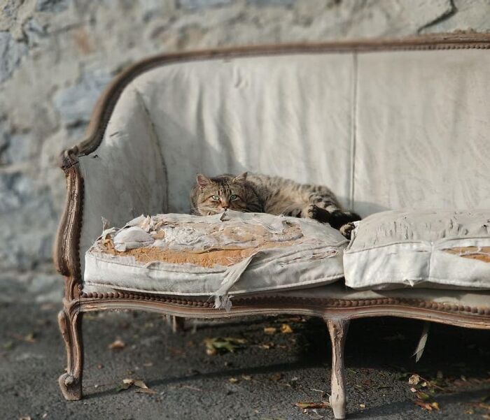 Tabby cat resting on a worn vintage sofa outdoors, highlighting Istanbul’s charm as the world’s true city of cats.