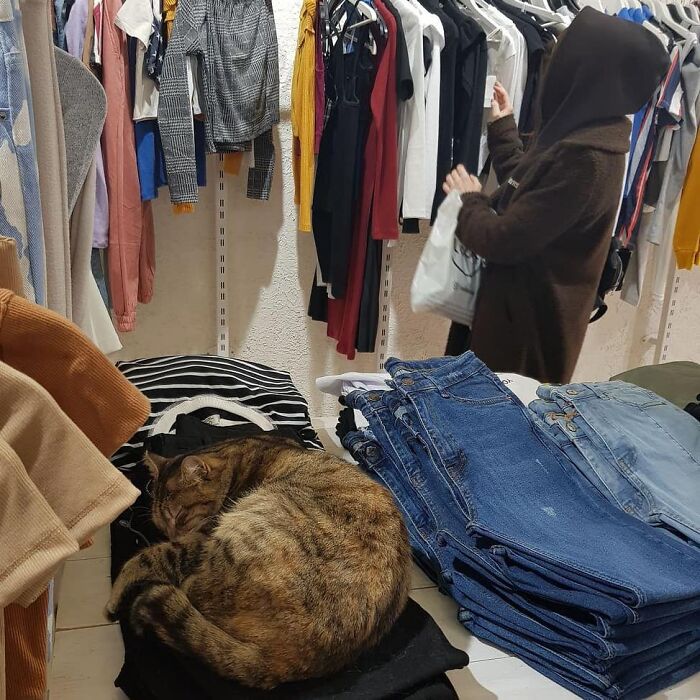 A cat curled up and sleeping on folded clothes in a shop, showcasing why Istanbul is known as the city of cats.