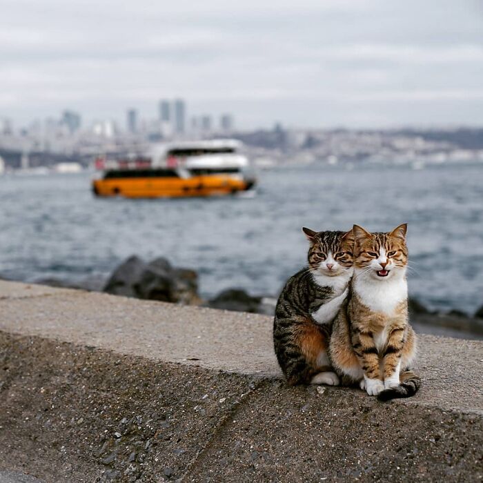 Two cats sitting closely together on a waterfront in Istanbul, illustrating why it is the world’s true city of cats.