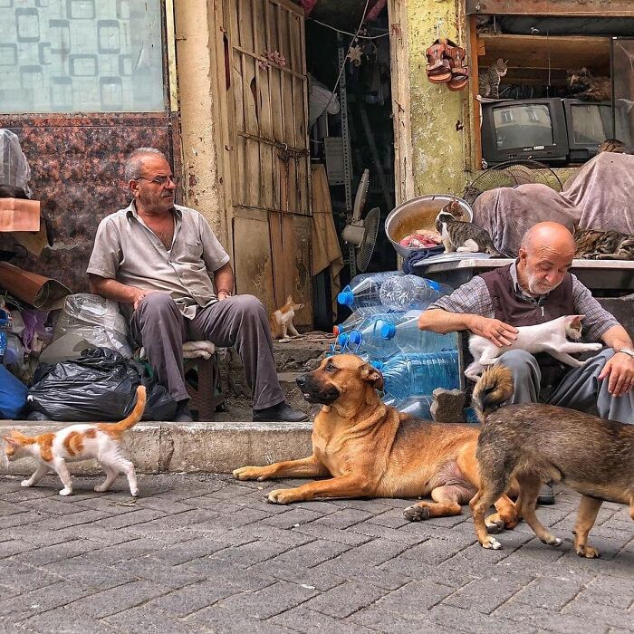 Two elderly men sitting outside a shop surrounded by cats and dogs in Istanbul, highlighting the city of cats culture.