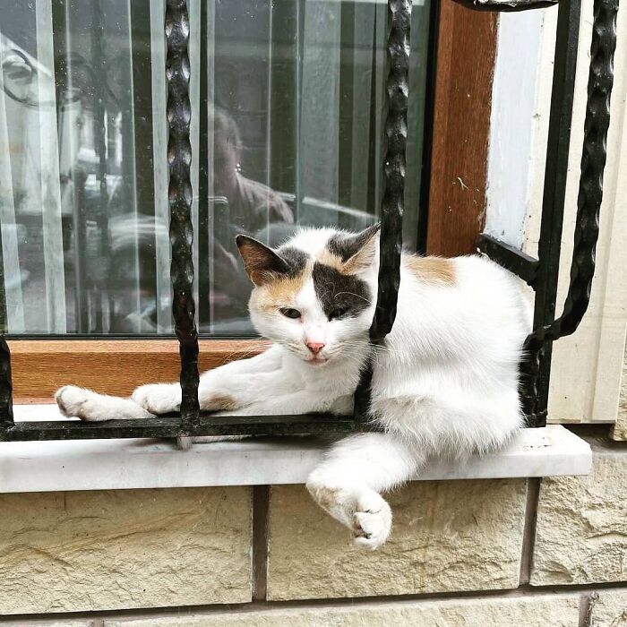 A relaxed cat lounging between window bars on a ledge in Istanbul, showcasing the city's charming cat culture.