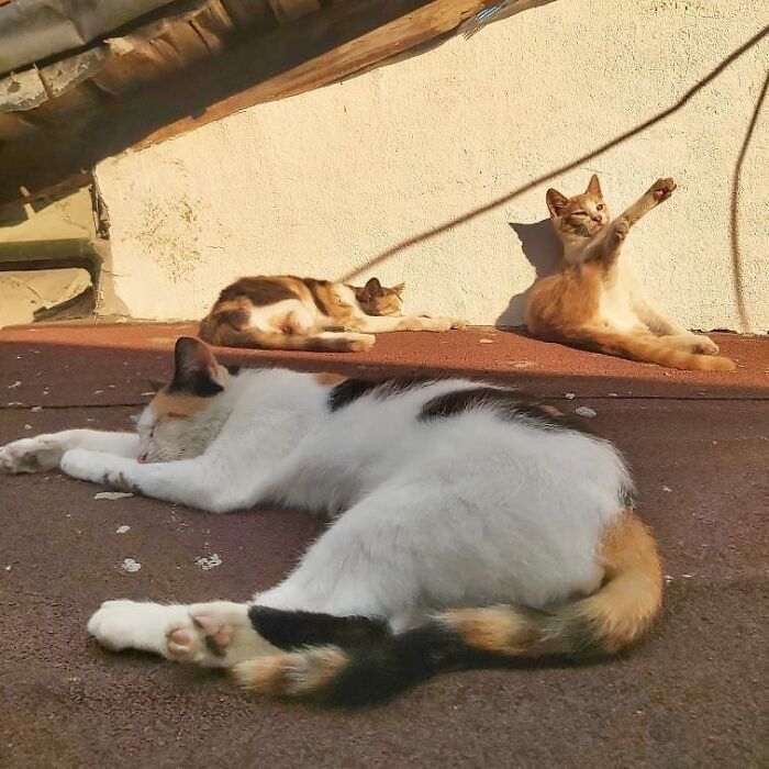Several cats relaxing and stretching in the sun, showcasing why Istanbul is known as the city of cats.