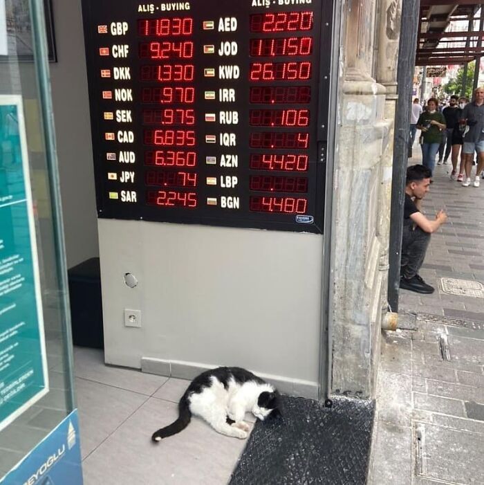 A black and white cat resting near a currency exchange board in Istanbul, showcasing the city’s famous cat culture.