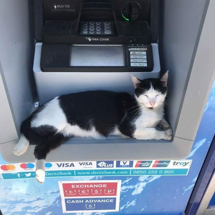 Black and white cat resting inside an ATM machine, showcasing a charming scene in Istanbul, the city of cats.