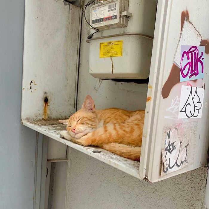 Orange cat sleeping peacefully on a shelf in an outdoor utility box, illustrating Istanbul city of cats charm.
