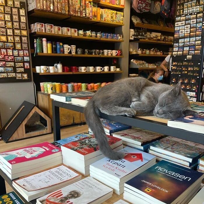 Gray cat resting on a table among books in a cozy shop, highlighting Istanbul’s charm as the city of cats.