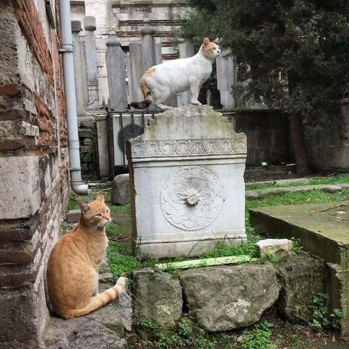 Two cats in an ancient stone graveyard, showcasing why Istanbul is known as the world’s true city of cats.