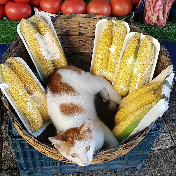 Cat resting comfortably in a basket surrounded by packaged corn, showcasing Istanbul as the true city of cats.