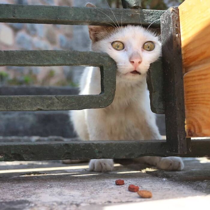 White cat peeking through a gate with scattered food, highlighting Istanbul’s reputation as the city of cats.