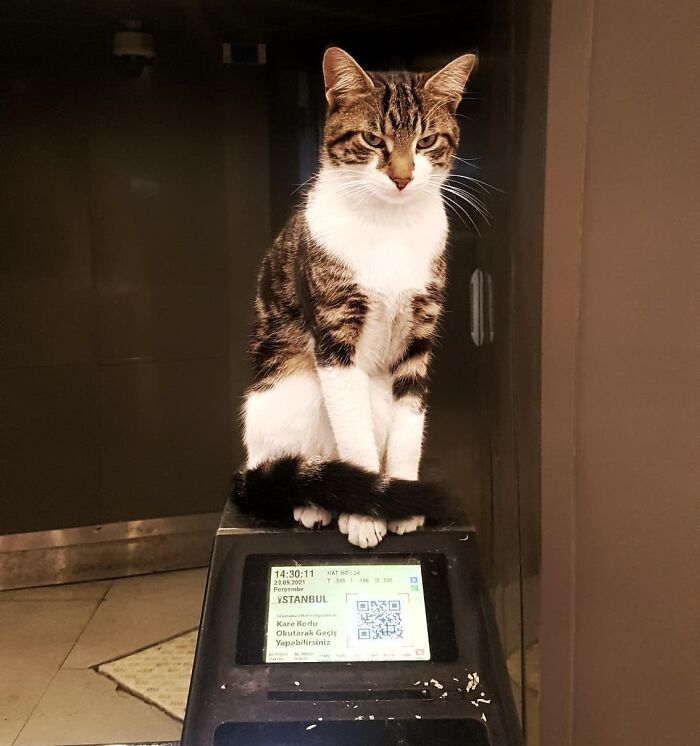 Tabby cat sitting on a ticket machine in Istanbul, highlighting the city's charm as the world’s true city of cats.