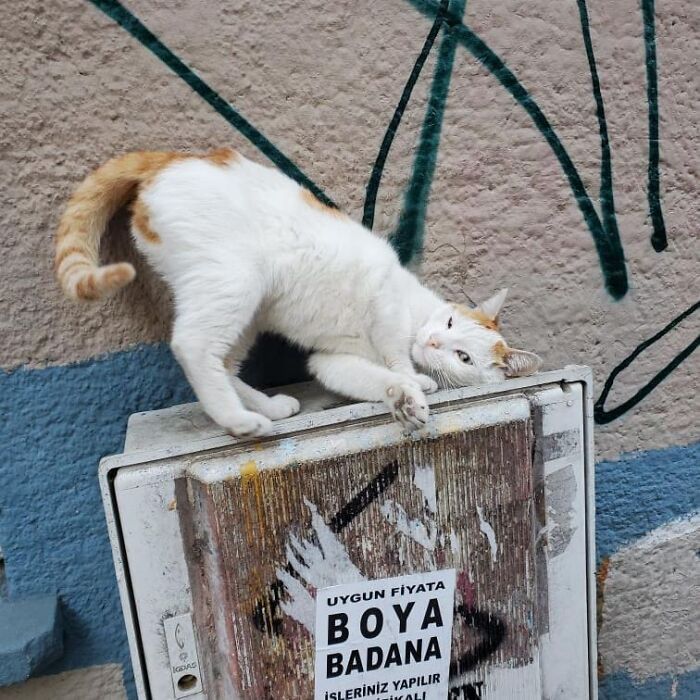 White and orange cat stretching on a weathered box in Istanbul, showcasing why the city is known as the true city of cats