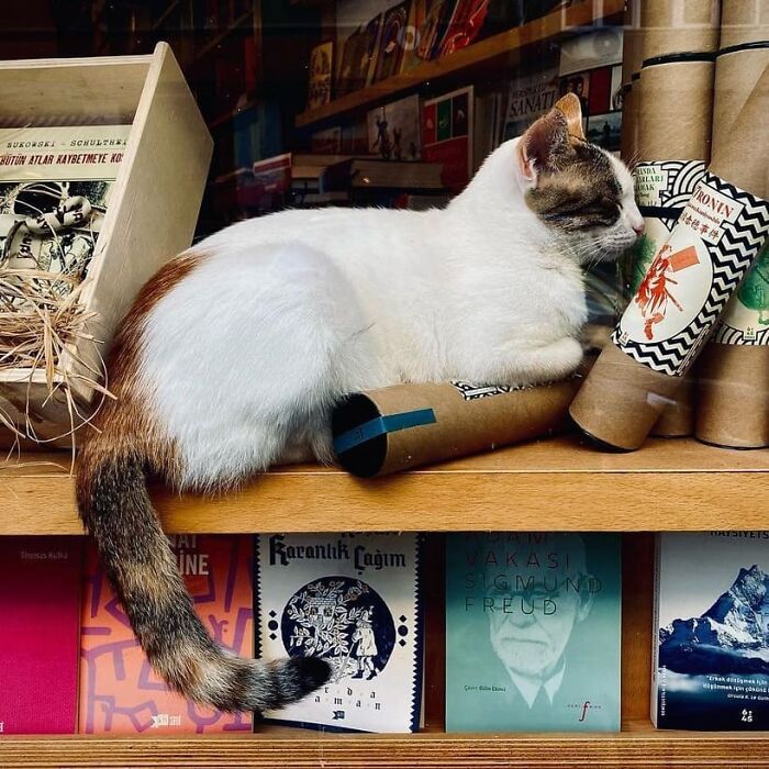 Cat resting on a wooden shelf among books and scrolls, showcasing Istanbul as a true city of cats.