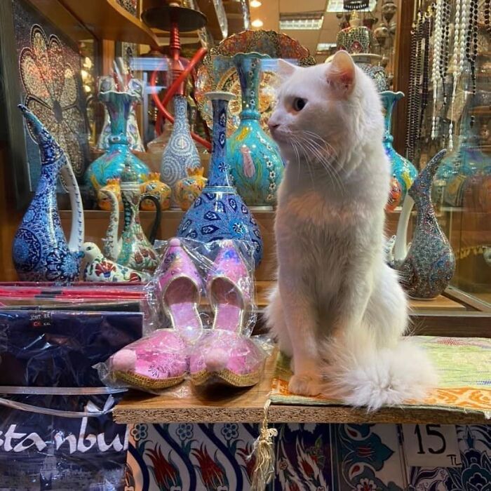White cat sitting among colorful ceramic vases and traditional items, showcasing Istanbul’s true city of cats charm.