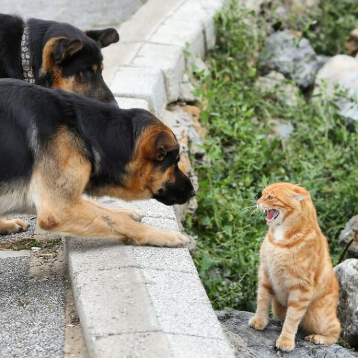 Two German shepherd dogs cautiously facing a hissing orange cat, highlighting Istanbul’s true city of cats charm.