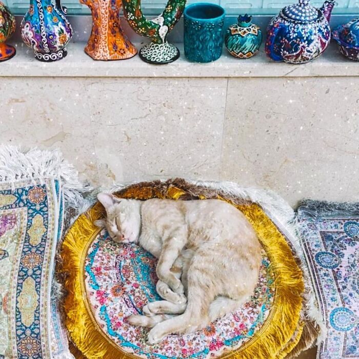 Cat peacefully sleeping on a colorful patterned cushion surrounded by traditional Turkish ceramics in Istanbul.