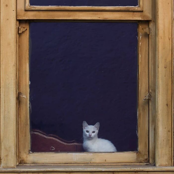 White cat sitting on a windowsill in Istanbul, showcasing why the city is known as the world’s true city of cats.
