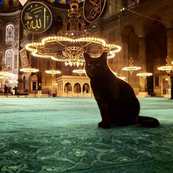 Black cat sitting inside a historic mosque in Istanbul, showcasing the city’s charm as the world’s true city of cats.