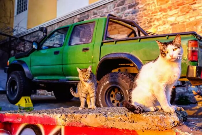 Two cats sitting near a green truck in Istanbul, highlighting the city's reputation as the world’s true city of cats.