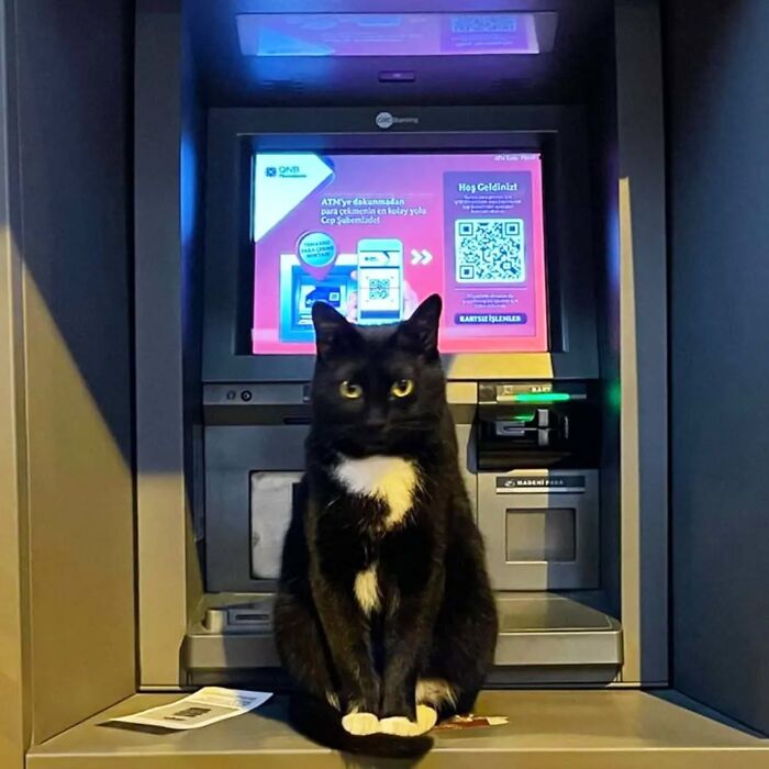 Black and white cat sitting on an ATM machine in Istanbul, showcasing the city’s nickname as the true city of cats.