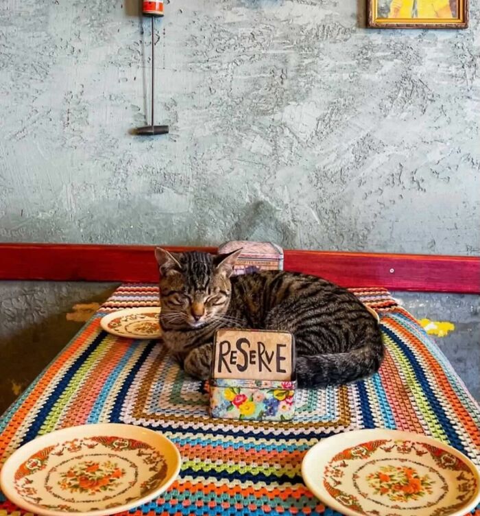 Tabby cat sleeping on a colorful woven tablecloth next to a reserve sign in a cozy setting in Istanbul city of cats.