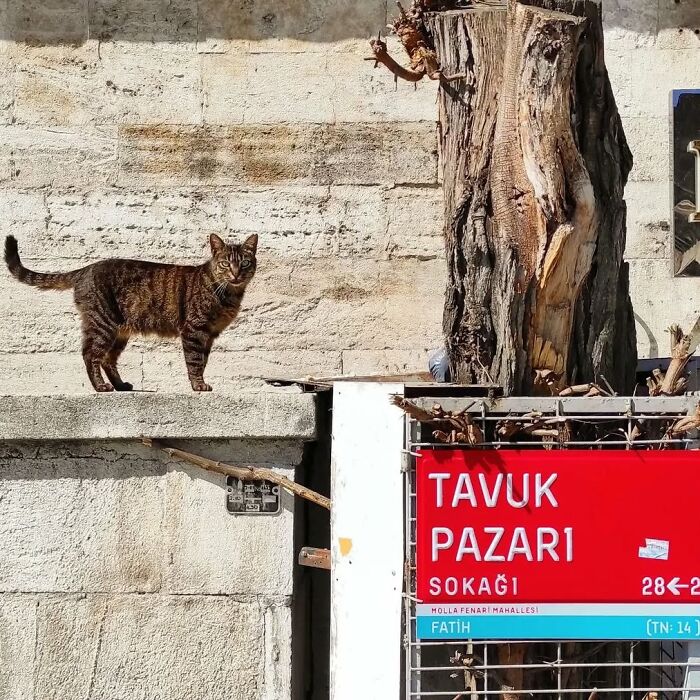 Tabby cat standing near a street sign in Istanbul, capturing the city's charm as the world’s true city of cats.