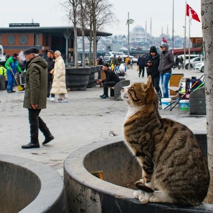 Tabby cat sitting on a concrete planter in Istanbul, with people walking and the cityscape in the background.
