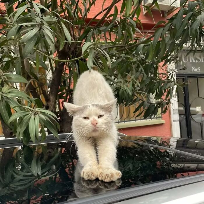 A white cat stretching on a car roof surrounded by greenery in Istanbul, showcasing the city of cats charm.